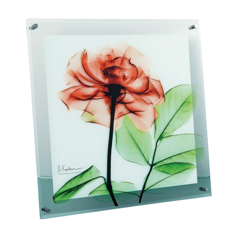 X-RAY Glass Art ガラスアート Mサイズ