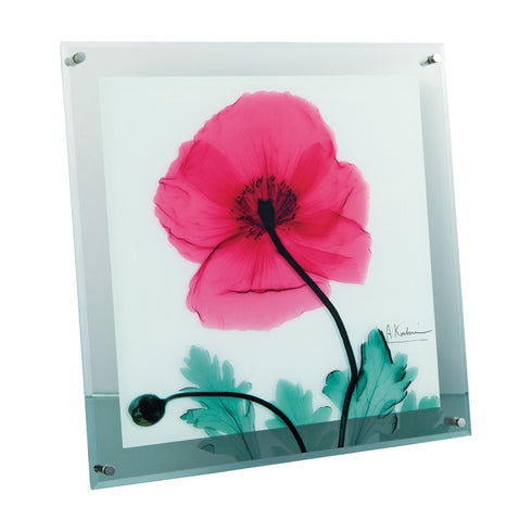 X-RAY Glass Art ガラスアート Mサイズ