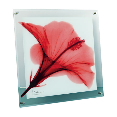 X-RAY Glass Art ガラスアート Mサイズ