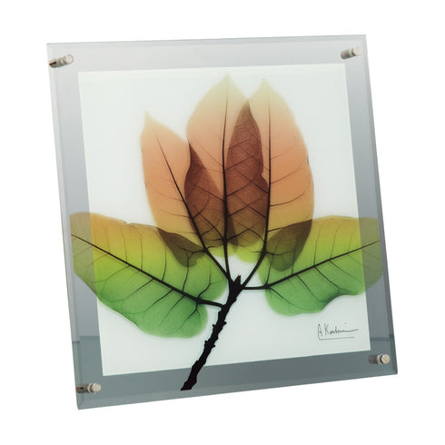 X-RAY Glass Art ガラスアート Mサイズ