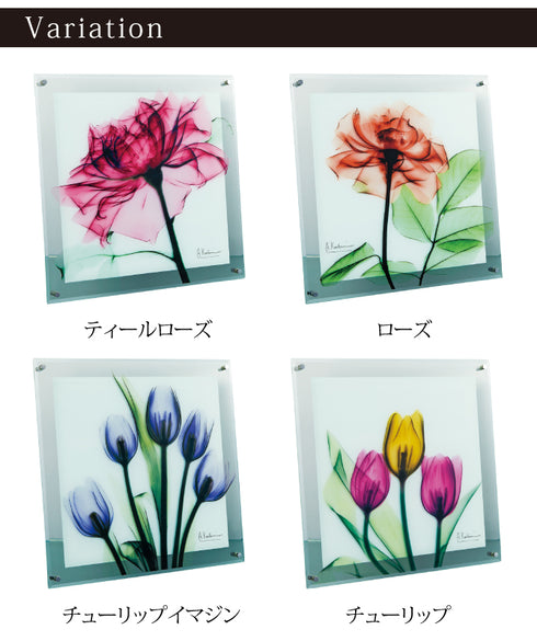 X-RAY Glass Art ガラスアート Mサイズ.|s7
