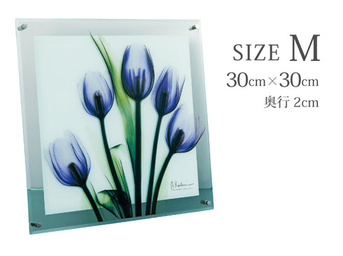 X-RAY Glass Art ガラスアート Mサイズ.|s4