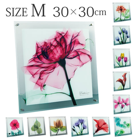 X-RAY Glass Art ガラスアート Mサイズ.|m2