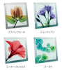 X-RAY Glass Art ガラスアート Mサイズ.|s9
