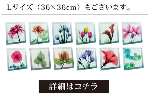 X-RAY Glass Art ガラスアート Mサイズ.|s10