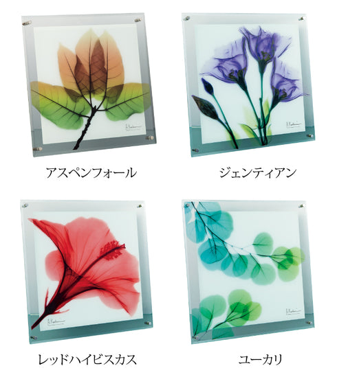 X-RAY Glass Art ガラスアート Mサイズ.|s9