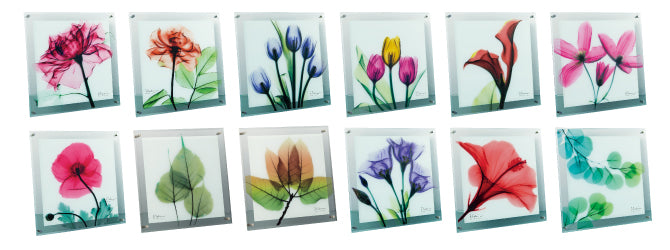 ガラスの壁掛け ココチのくらし雑貨店 | X-RAY Glass Art ガラスアート Mサイズ