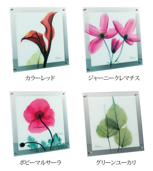 X-RAY Glass Art ガラスアート Mサイズ.|s8