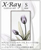 X RAY キャンバスアート チューリップ.|s1