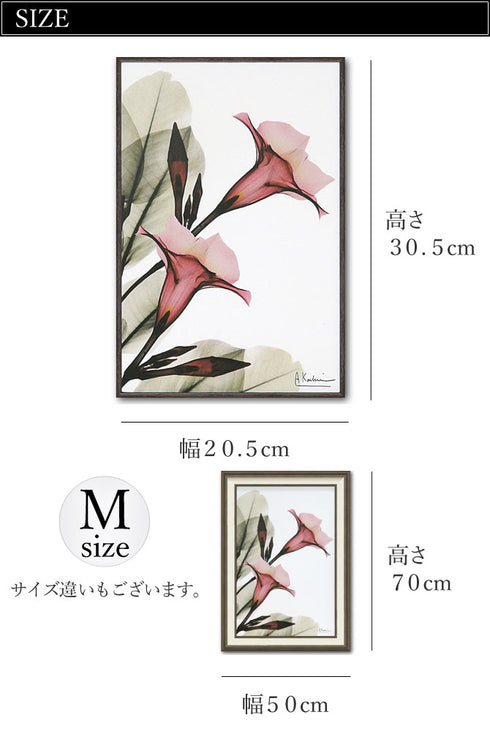 X RAY キャンバスアート トランペットフラワー.|s3