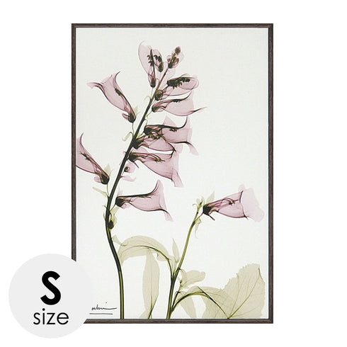 X RAY キャンバスアート サルビア.|m2