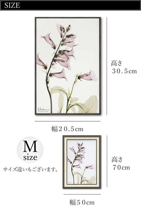 X RAY キャンバスアート サルビア.|s3