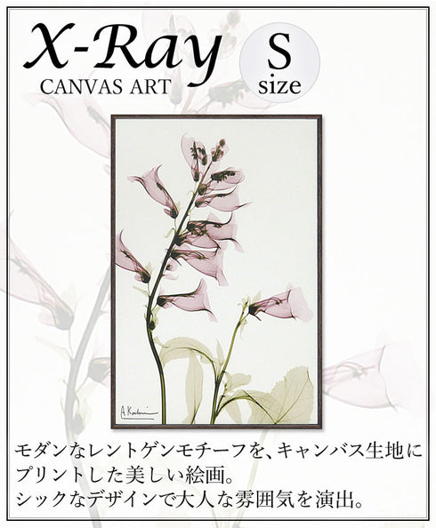 X RAY キャンバスアート サルビア.|s1