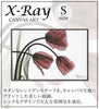 X RAY キャンバスアート フリンジチューリップ.|s1