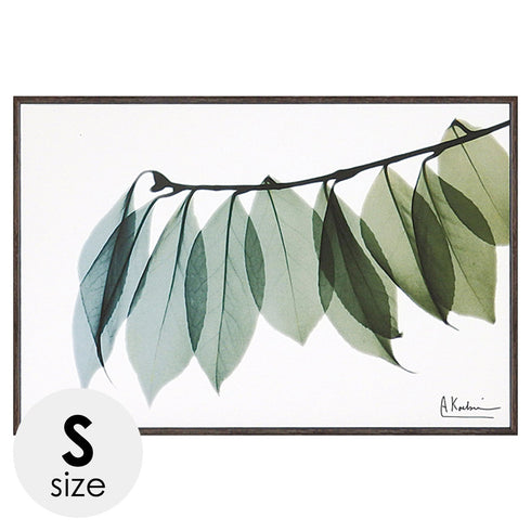 X RAY キャンバスアート リーフ2.|m2