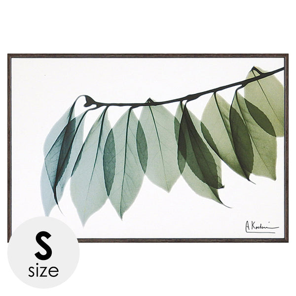 X RAY キャンバスアート リーフ2.|m2