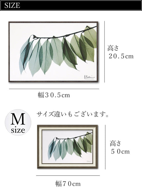 X RAY キャンバスアート リーフ2.|s3