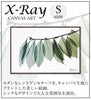 X RAY キャンバスアート リーフ2.|s1