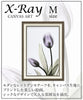 X RAY キャンバスアート チューリップ.|s1
