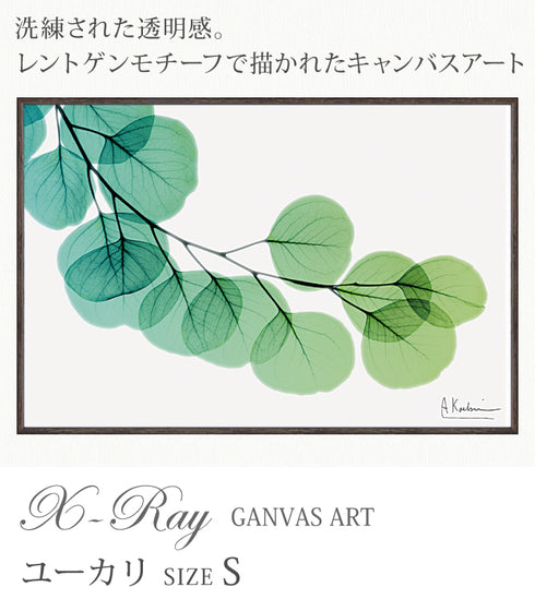 X-RAY CANVAS ART ユーカリ Sサイズ.|s1