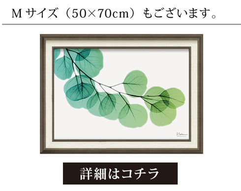 X-RAY CANVAS ART ユーカリ Sサイズ.|s7