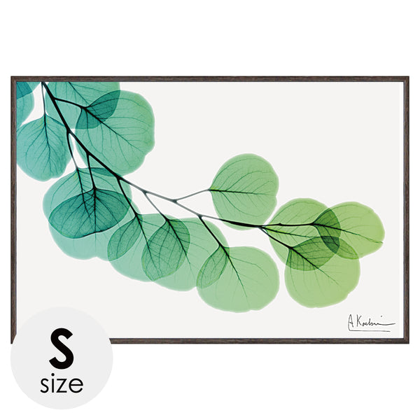 X-RAY CANVAS ART ユーカリ Sサイズ.|m2