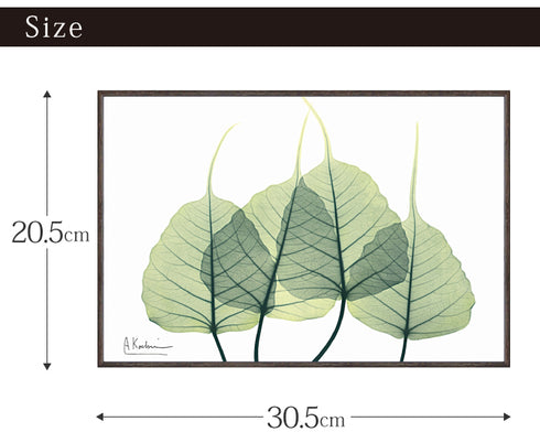 X-RAY CANVAS ART リーフ3 Sサイズ.|s6