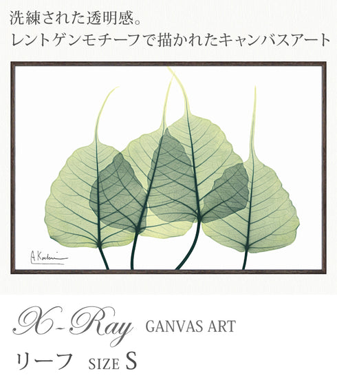 X-RAY CANVAS ART リーフ3 Sサイズ.|s1