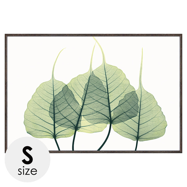 X-RAY CANVAS ART リーフ3 Sサイズ.|m2