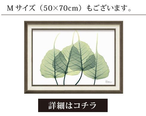 X-RAY CANVAS ART リーフ3 Sサイズ.|s7