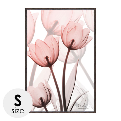 X RAY キャンバスアート ラスター チューリップ Sサイズ.|m2