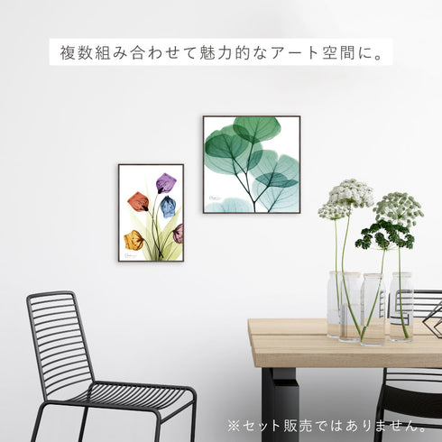 X-RAY CANVAS ART サンダーソニア Sサイズ.|s8