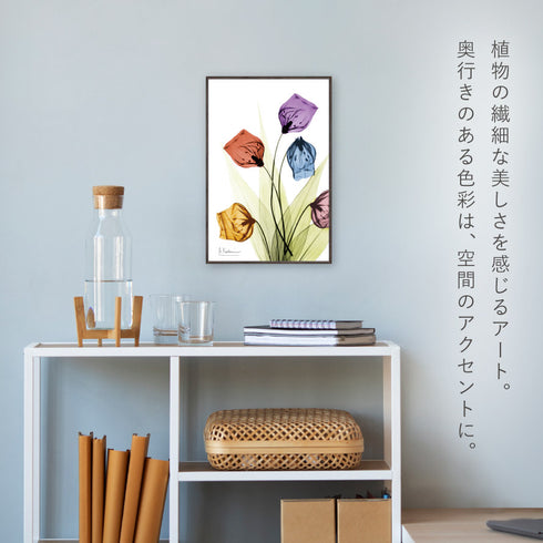 X-RAY CANVAS ART サンダーソニア Sサイズ.|s3