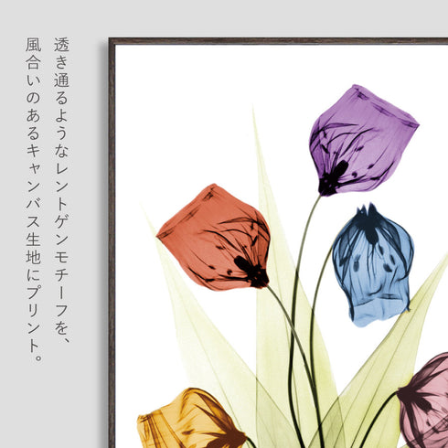 X-RAY CANVAS ART サンダーソニア Sサイズ.|s2