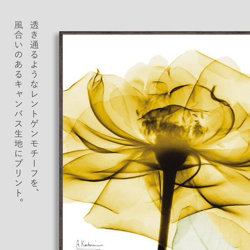 X-RAY CANVAS ART ゴールデンローズ スクエアS.|s2