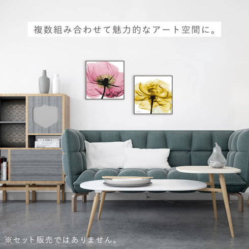 X-RAY CANVAS ART ピンクポピー スクエアS.|s8