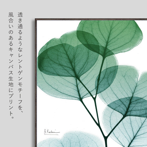 X-RAY CANVAS ART ユーカリメイト スクエアS.|s2