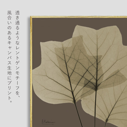 X-RAY CANVAS ART リーフブラウン3 スクエアS.|s2