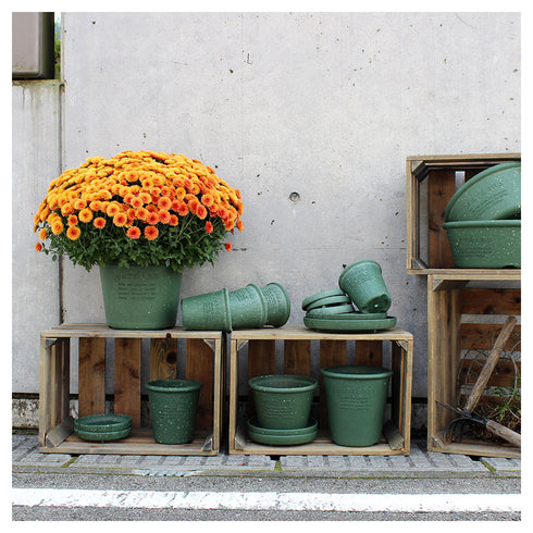 gardens パピエ エコポット浅型 8号.|s9